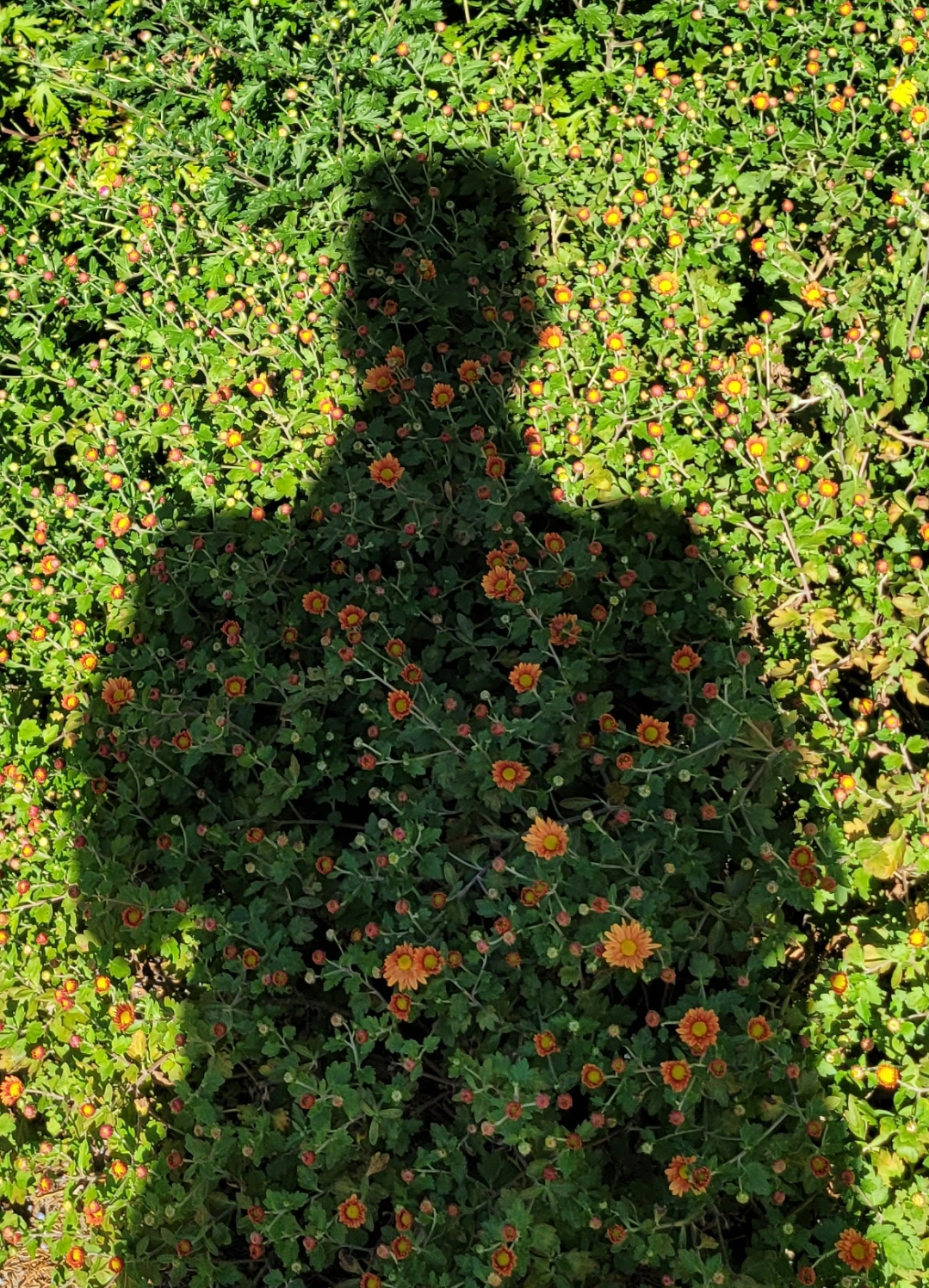 My cast Shadow on summer flowers in AZ
